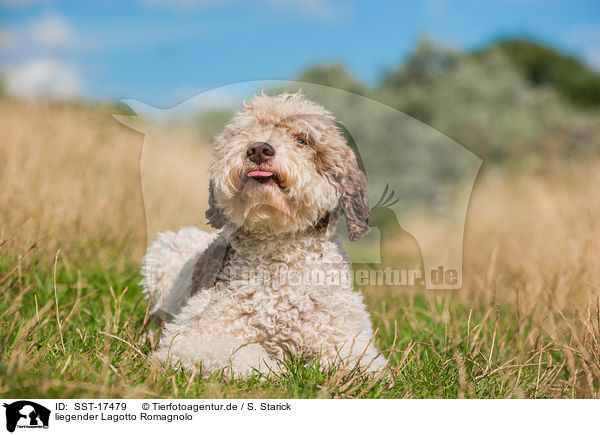 liegender Lagotto Romagnolo / lying Lagotto Romagnolo / SST-17479