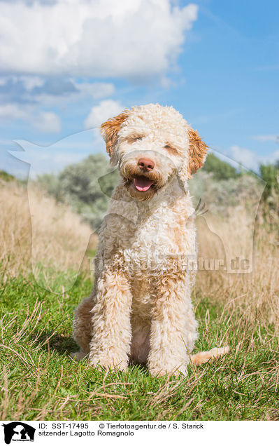 sitzender Lagotto Romagnolo / sitting Lagotto Romagnolo / SST-17495