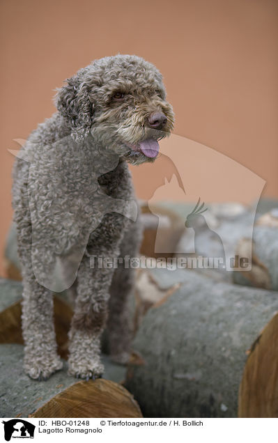 Lagotto Romagnolo / Lagotto Romagnolo / HBO-01248