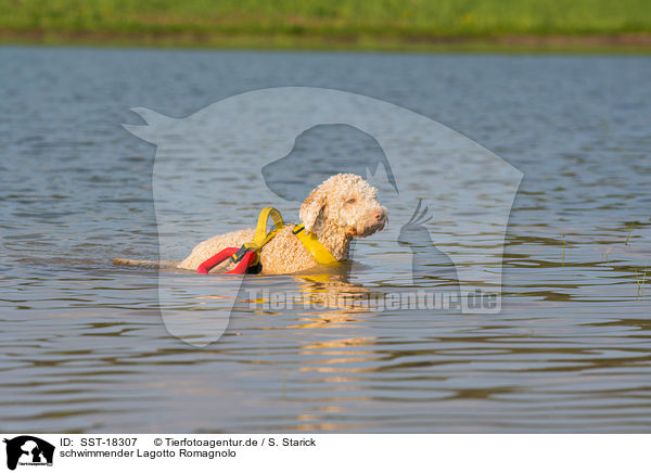 schwimmender Lagotto Romagnolo / swimming Lagotto Romagnolo / SST-18307