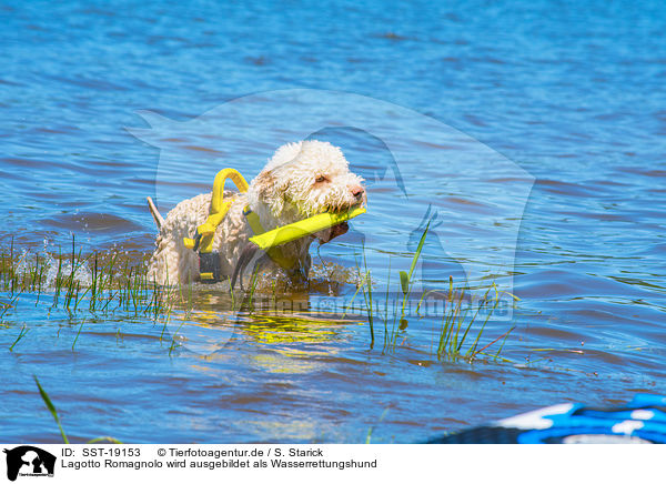 Lagotto Romagnolo wird ausgebildet als Wasserrettungshund / Lagotto Romagnolor is trained as a water rescue dog / SST-19153