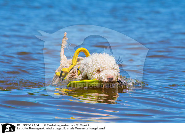 Lagotto Romagnolo wird ausgebildet als Wasserrettungshund / Lagotto Romagnolor is trained as a water rescue dog / SST-19154