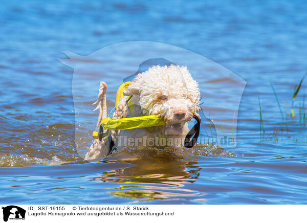 Lagotto Romagnolo wird ausgebildet als Wasserrettungshund / Lagotto Romagnolor is trained as a water rescue dog / SST-19155