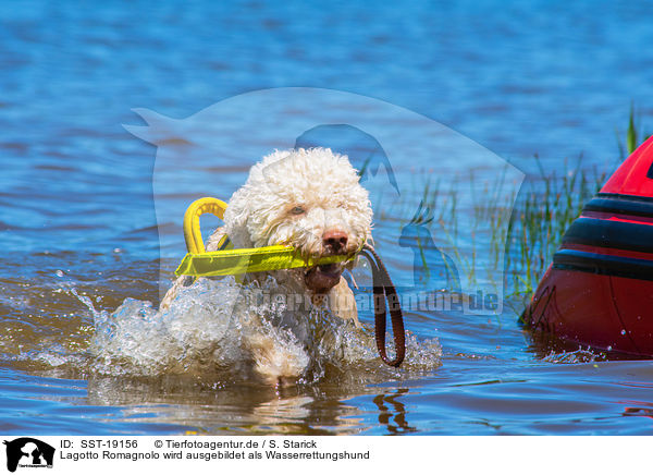 Lagotto Romagnolo wird ausgebildet als Wasserrettungshund / SST-19156