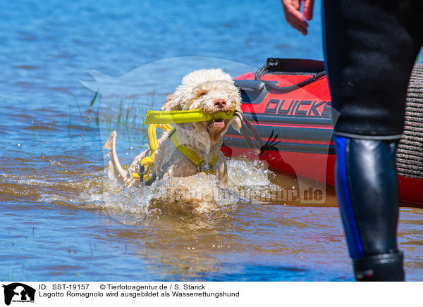 Lagotto Romagnolo wird ausgebildet als Wasserrettungshund / Lagotto Romagnolor is trained as a water rescue dog / SST-19157