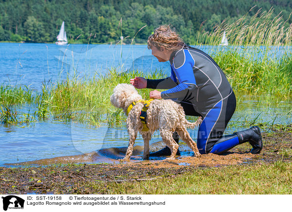 Lagotto Romagnolo wird ausgebildet als Wasserrettungshund / SST-19158