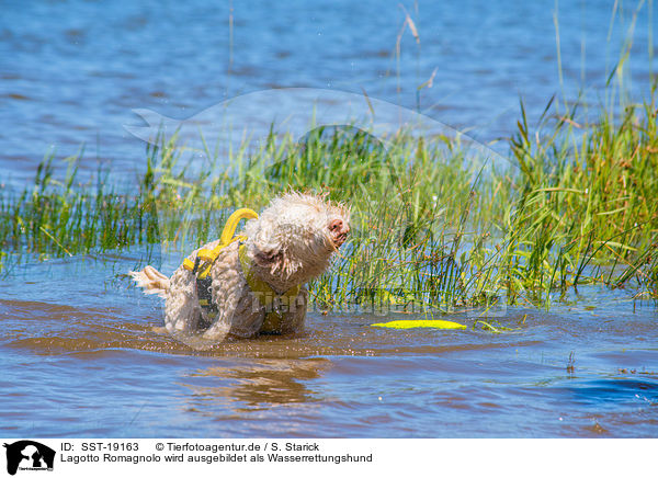 Lagotto Romagnolo wird ausgebildet als Wasserrettungshund / Lagotto Romagnolor is trained as a water rescue dog / SST-19163