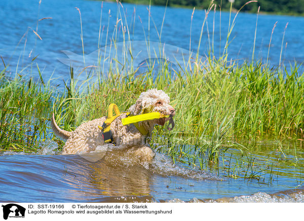 Lagotto Romagnolo wird ausgebildet als Wasserrettungshund / SST-19166