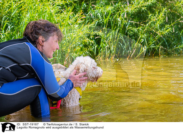 Lagotto Romagnolo wird ausgebildet als Wasserrettungshund / Lagotto Romagnolor is trained as a water rescue dog / SST-19167