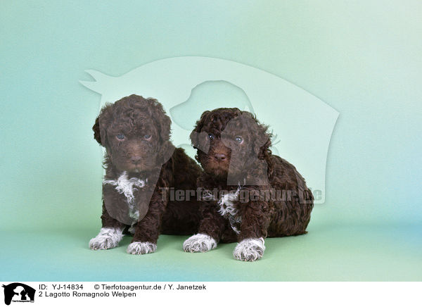 2 Lagotto Romagnolo Welpen / 2 Lagotto Romagnolo Puppies / YJ-14834