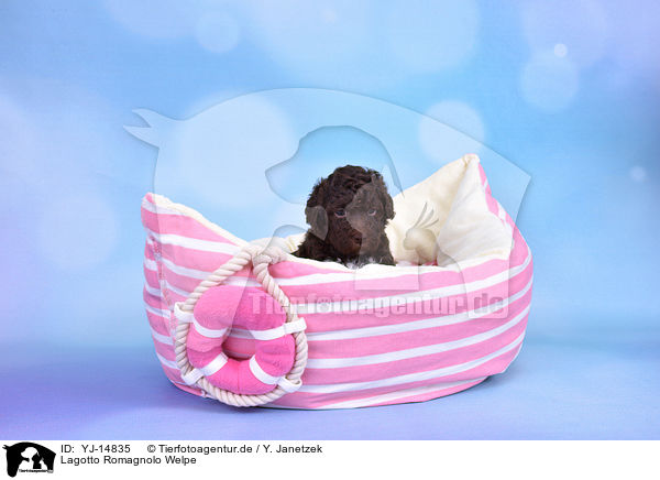 Lagotto Romagnolo Welpe / Lagotto Romagnolo Puppy / YJ-14835