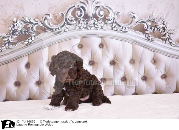 Lagotto Romagnolo Welpe / Lagotto Romagnolo Puppy / YJ-14852