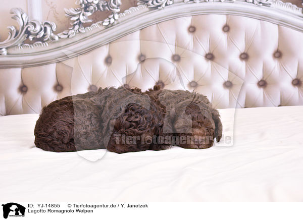 Lagotto Romagnolo Welpen / Lagotto Romagnolo Puppies / YJ-14855