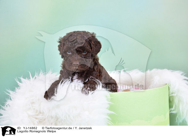 Lagotto Romagnolo Welpe / Lagotto Romagnolo Puppy / YJ-14862