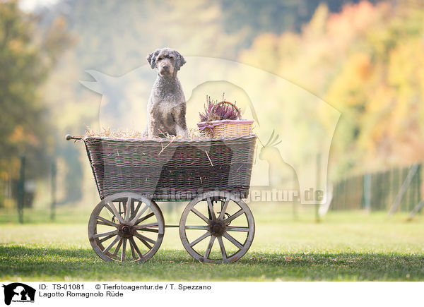 Lagotto Romagnolo Rde / TS-01081