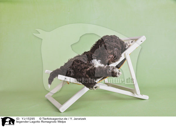 liegender Lagotto Romagnolo Welpe / lying Lagotto Romagnolo Puppy / YJ-15295