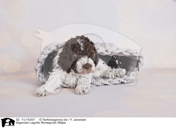 liegender Lagotto Romagnolo Welpe / lying Lagotto Romagnolo Puppy / YJ-15307