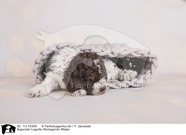 liegender Lagotto Romagnolo Welpe / lying Lagotto Romagnolo Puppy / YJ-15309