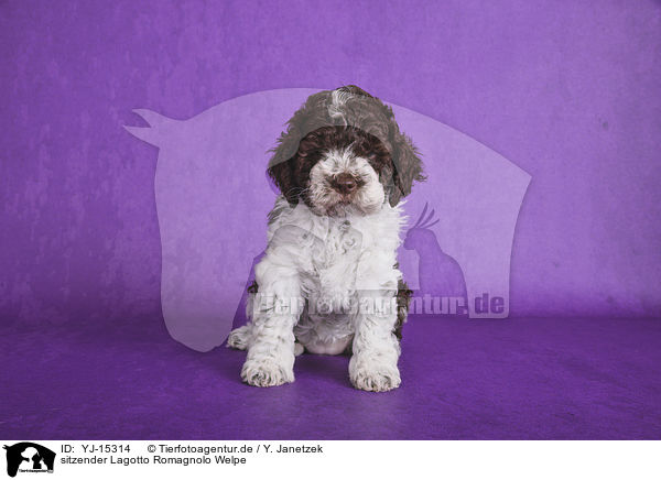 sitzender Lagotto Romagnolo Welpe / sitting Lagotto Romagnolo puppy / YJ-15314