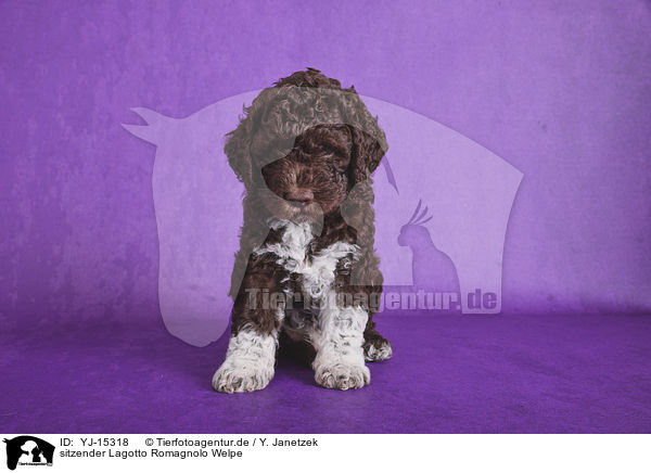 sitzender Lagotto Romagnolo Welpe / sitting Lagotto Romagnolo puppy / YJ-15318