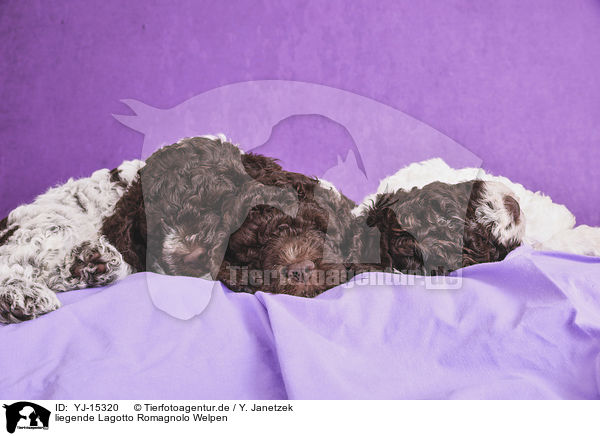 liegende Lagotto Romagnolo Welpen / lying Lagotto Romagnolo puppies / YJ-15320