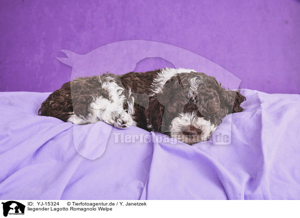 liegender Lagotto Romagnolo Welpe / lying Lagotto Romagnolo Puppy / YJ-15324
