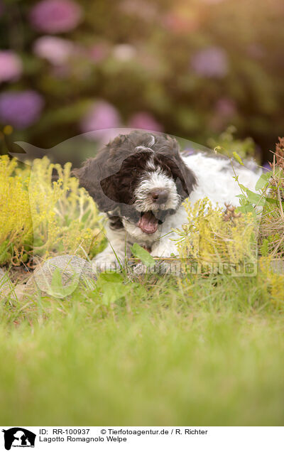 Lagotto Romagnolo Welpe / Lagotto Romagnolo puppy / RR-100937