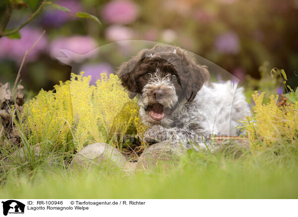 Lagotto Romagnolo Welpe / Lagotto Romagnolo puppy / RR-100946