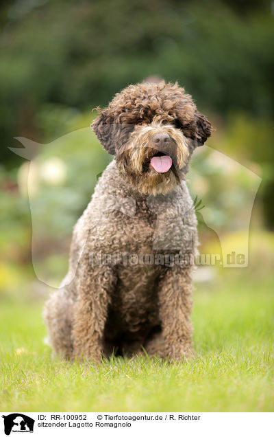 sitzender Lagotto Romagnolo / RR-100952