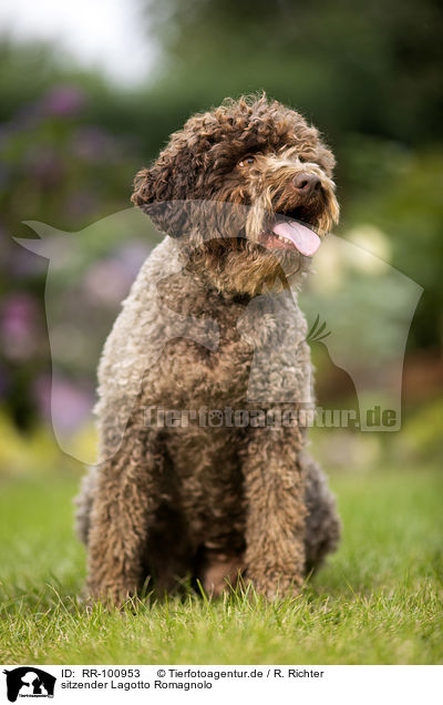 sitzender Lagotto Romagnolo / sitting Lagotto Romagnolo / RR-100953