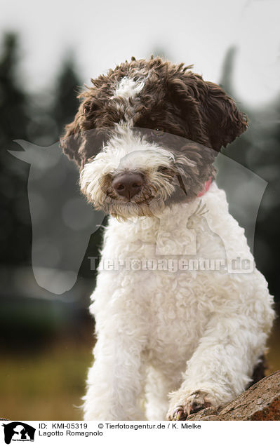 Lagotto Romagnolo / Lagotto Romagnolo / KMI-05319