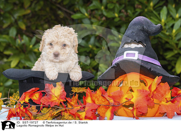 Lagotto Romagnolo Welpe im Hut / Lagotto Romagnolo Puppy in a hat / SST-19727