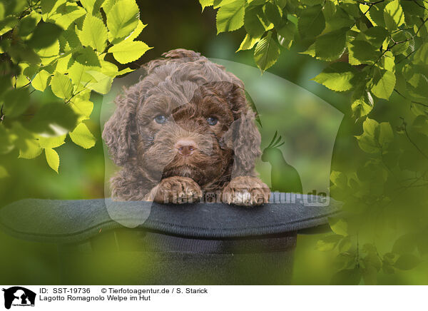Lagotto Romagnolo Welpe im Hut / SST-19736