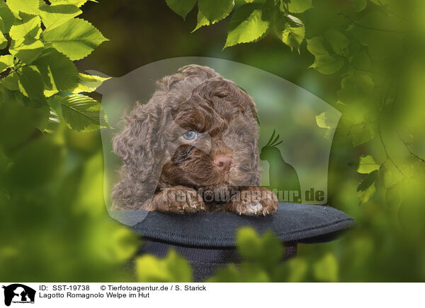 Lagotto Romagnolo Welpe im Hut / SST-19738