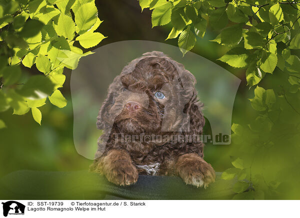 Lagotto Romagnolo Welpe im Hut / SST-19739