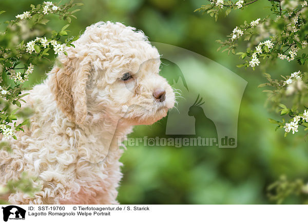 Lagotto Romagnolo Welpe Portrait / Lagotto Romagnolo puppy portrait / SST-19760