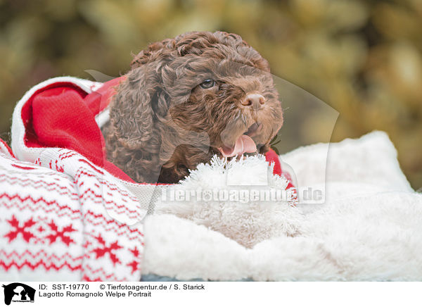 Lagotto Romagnolo Welpe Portrait / Lagotto Romagnolo puppy portrait / SST-19770