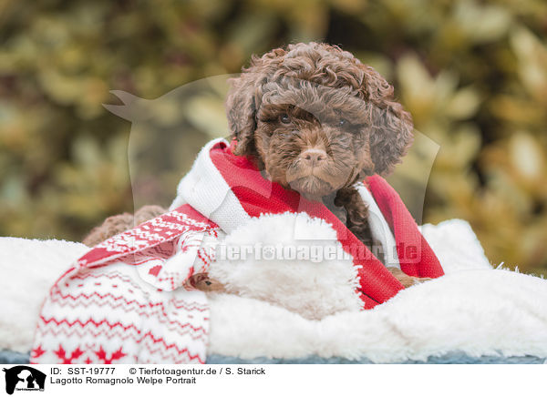 Lagotto Romagnolo Welpe Portrait / Lagotto Romagnolo puppy portrait / SST-19777