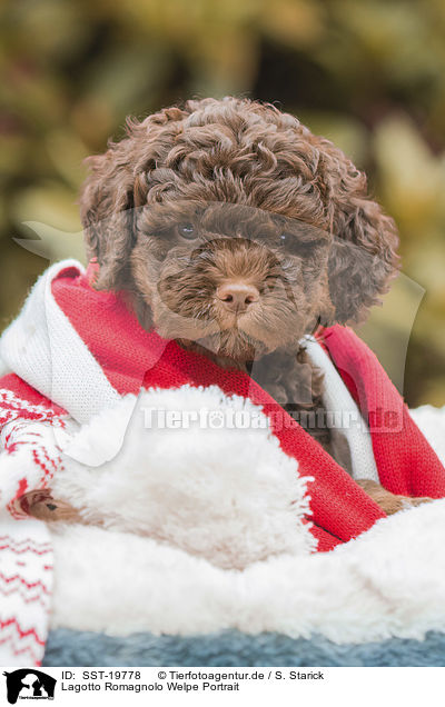 Lagotto Romagnolo Welpe Portrait / Lagotto Romagnolo puppy portrait / SST-19778