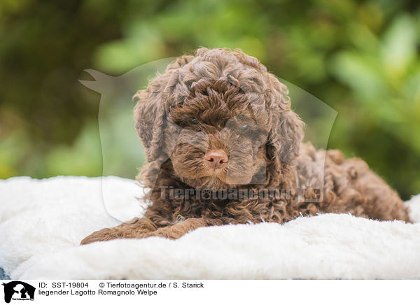 liegender Lagotto Romagnolo Welpe / lying Lagotto Romagnolo puppy / SST-19804