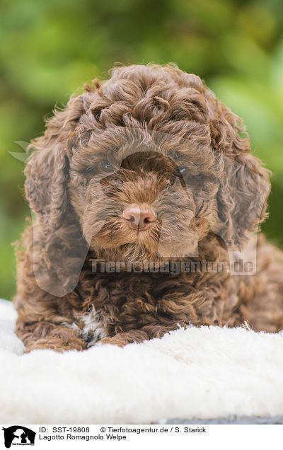 Lagotto Romagnolo Welpe / Lagotto Romagnolo puppy / SST-19808