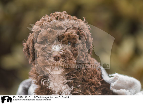 Lagotto Romagnolo Welpe Portrait / Lagotto Romagnolo puppy portrait / SST-19810