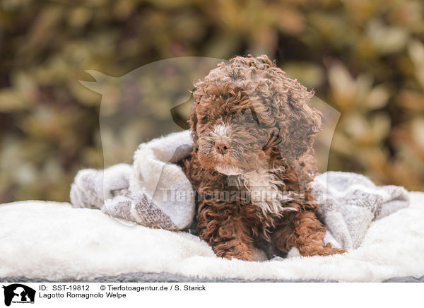 Lagotto Romagnolo Welpe / Lagotto Romagnolo puppy / SST-19812