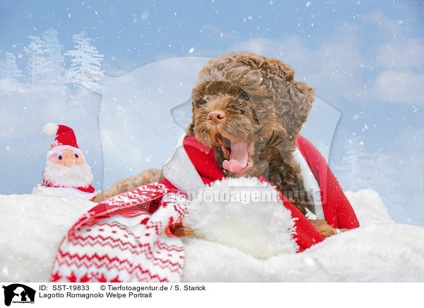Lagotto Romagnolo Welpe Portrait / Lagotto Romagnolo puppy portrait / SST-19833