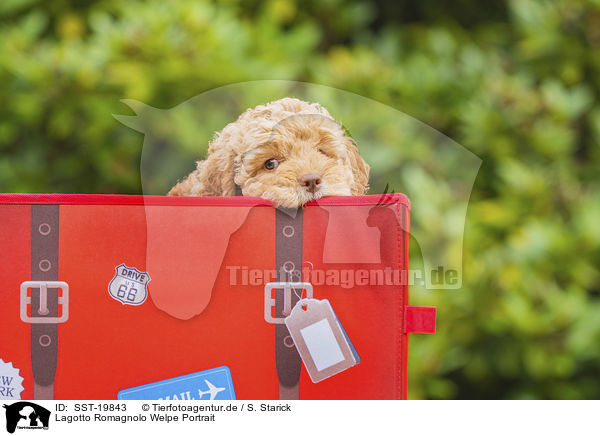 Lagotto Romagnolo Welpe Portrait / Lagotto Romagnolo Puppy portrait / SST-19843