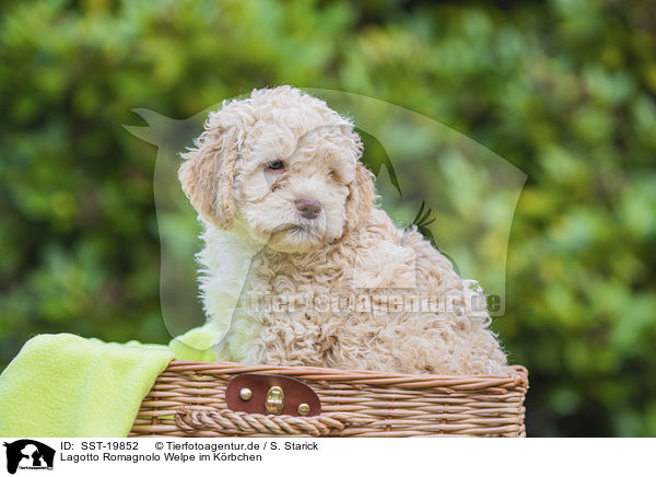 Lagotto Romagnolo Welpe im Krbchen / Lagotto Romagnolo Puppy in a basket / SST-19852