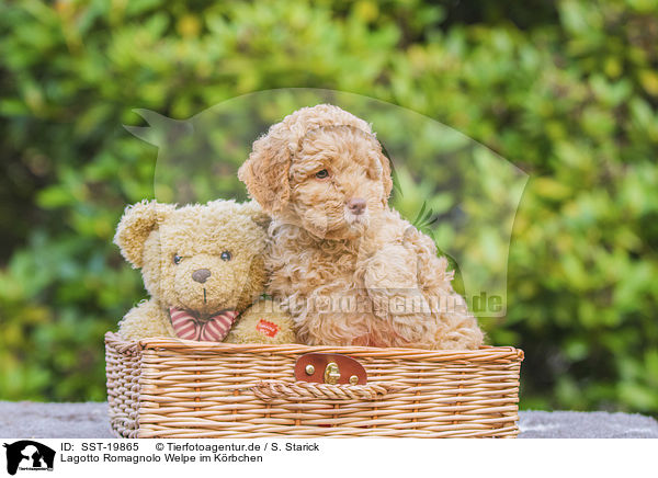 Lagotto Romagnolo Welpe im Krbchen / Lagotto Romagnolo Puppy in a basket / SST-19865