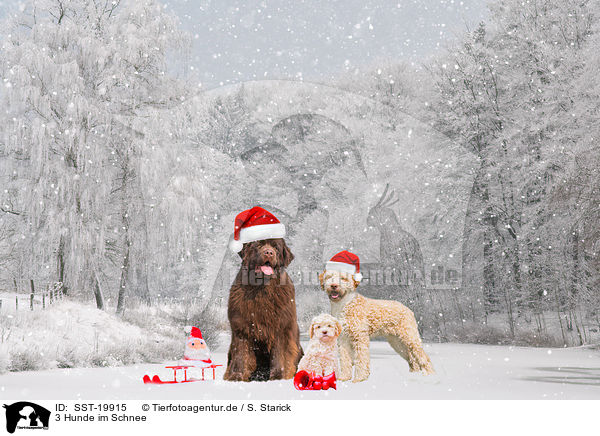 3 Hunde im Schnee / 3 Dogs in the snow / SST-19915