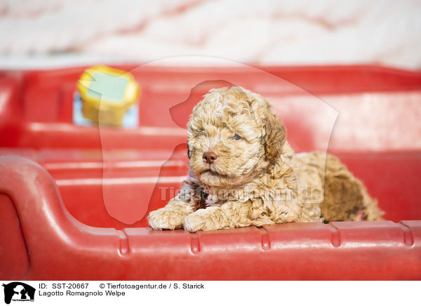 Lagotto Romagnolo Welpe / Lagotto Romagnolo Puppy / SST-20667
