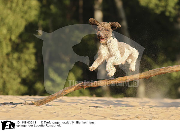 springender Lagotto Romagnolo / jumping Lagotto Romagnolo / KB-03218